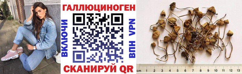 Купить  Жиздра  Псилоцибиновые грибы Psilocybe 